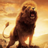 Lion Wallpaper14_Androidswiki.net
