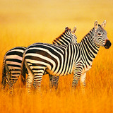 The Zebra<span>(Unlimited Currency)</span>1.1.5_Androidswiki.net