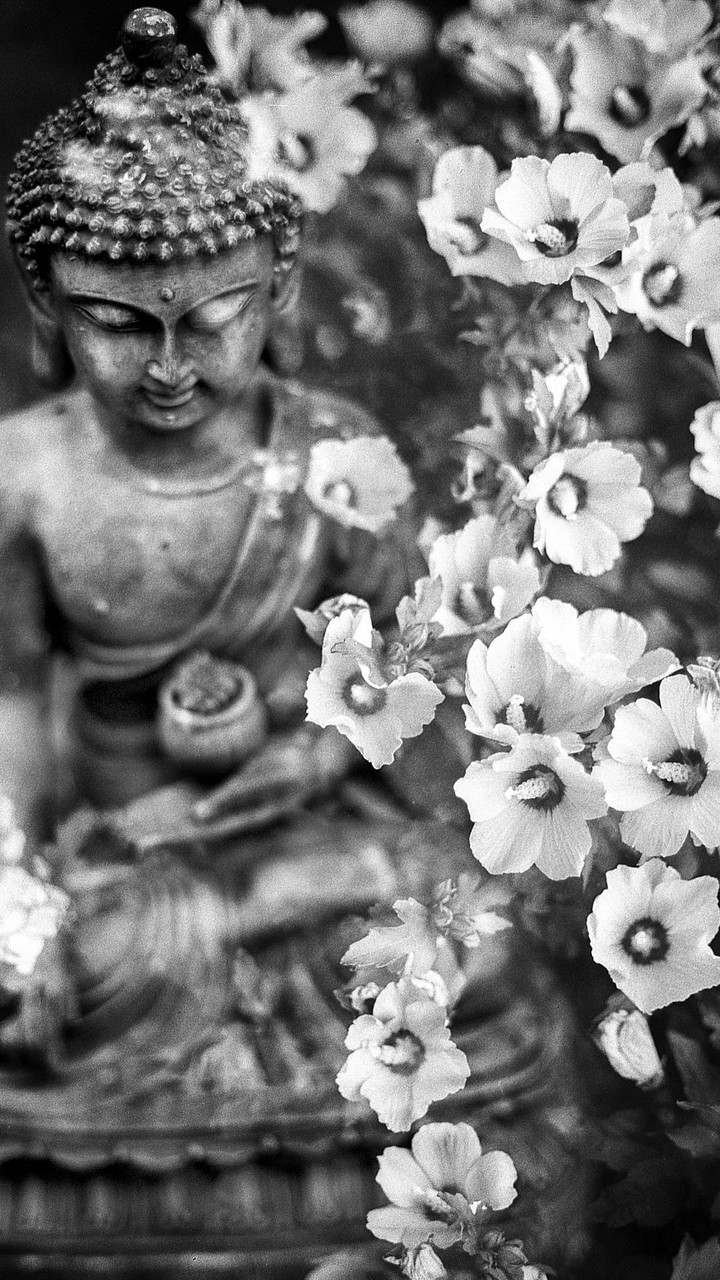 Fondos de Pantalla Zen screenshot image 3_Androidswiki.net