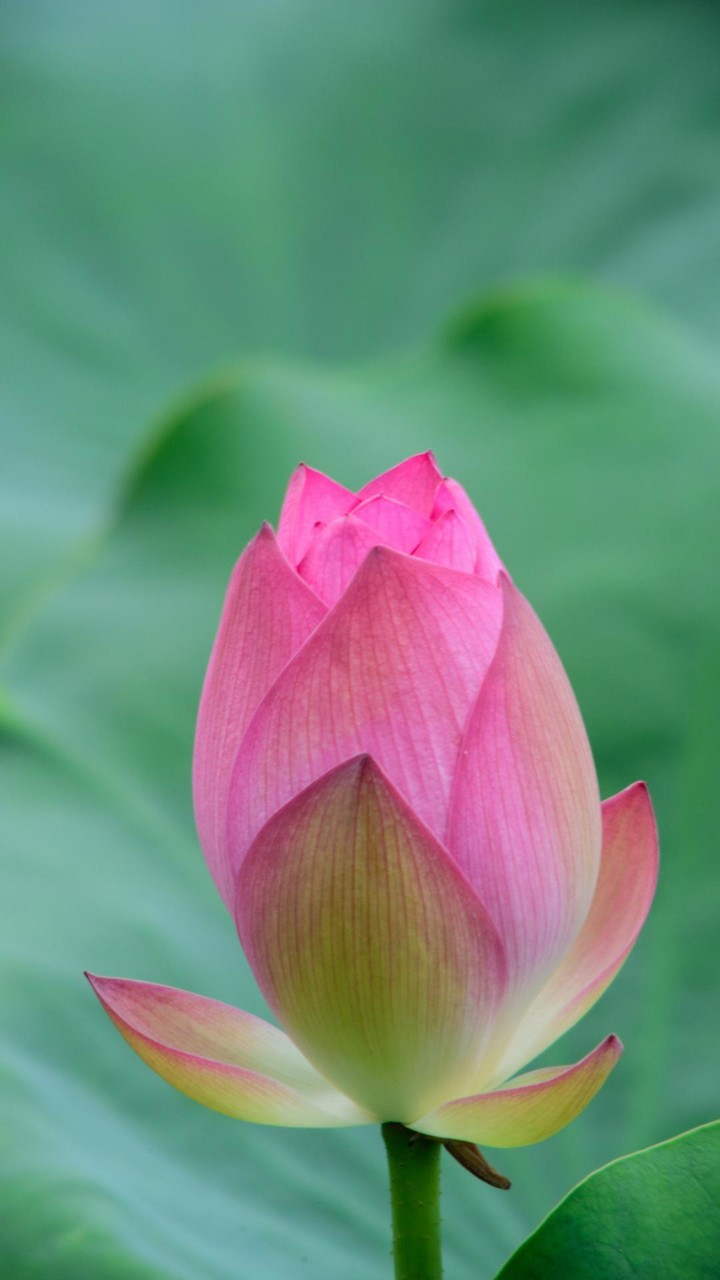 Fondos de Pantalla Zen screenshot image 8_Androidswiki.net