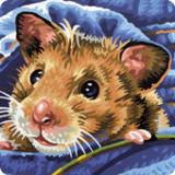 Hamster Pet Puzzles1.0.10_Androidswiki.net