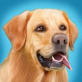 Dog Run1.2.7_Androidswiki.net