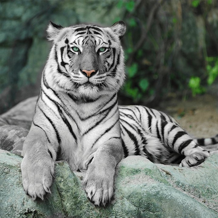 Wild Animals Puzzle Game screenshot image 5_Androidswiki.net