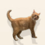 Cat Hissing Battle Simulator<span>(No Ads)</span>1.0.0_Androidswiki.net