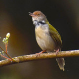 Tailorbird Sounds3.5_Popularmodapk.com