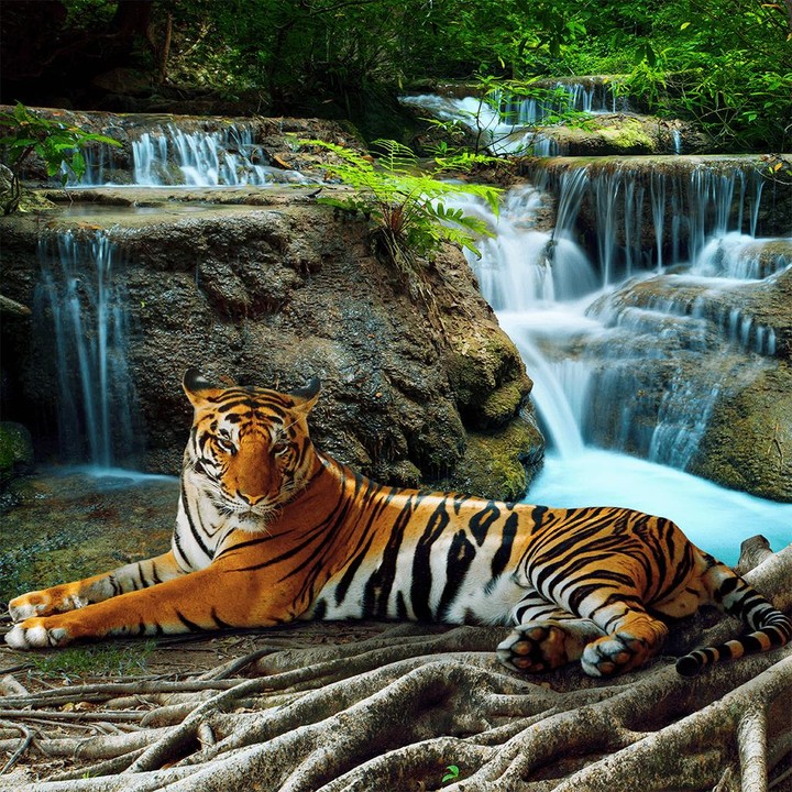 Wild Animals Puzzle Game screenshot image 1_Androidswiki.net