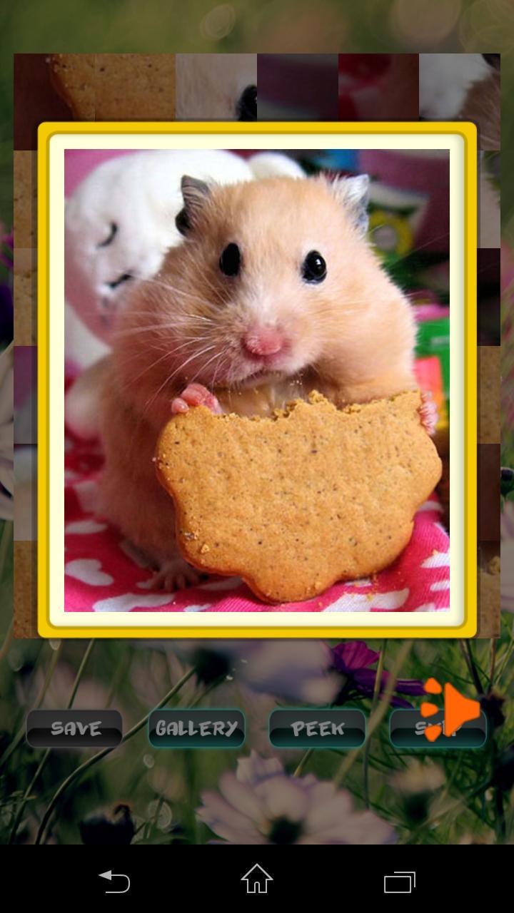 Hamster Pet Puzzles screenshot image 2_Androidswiki.net