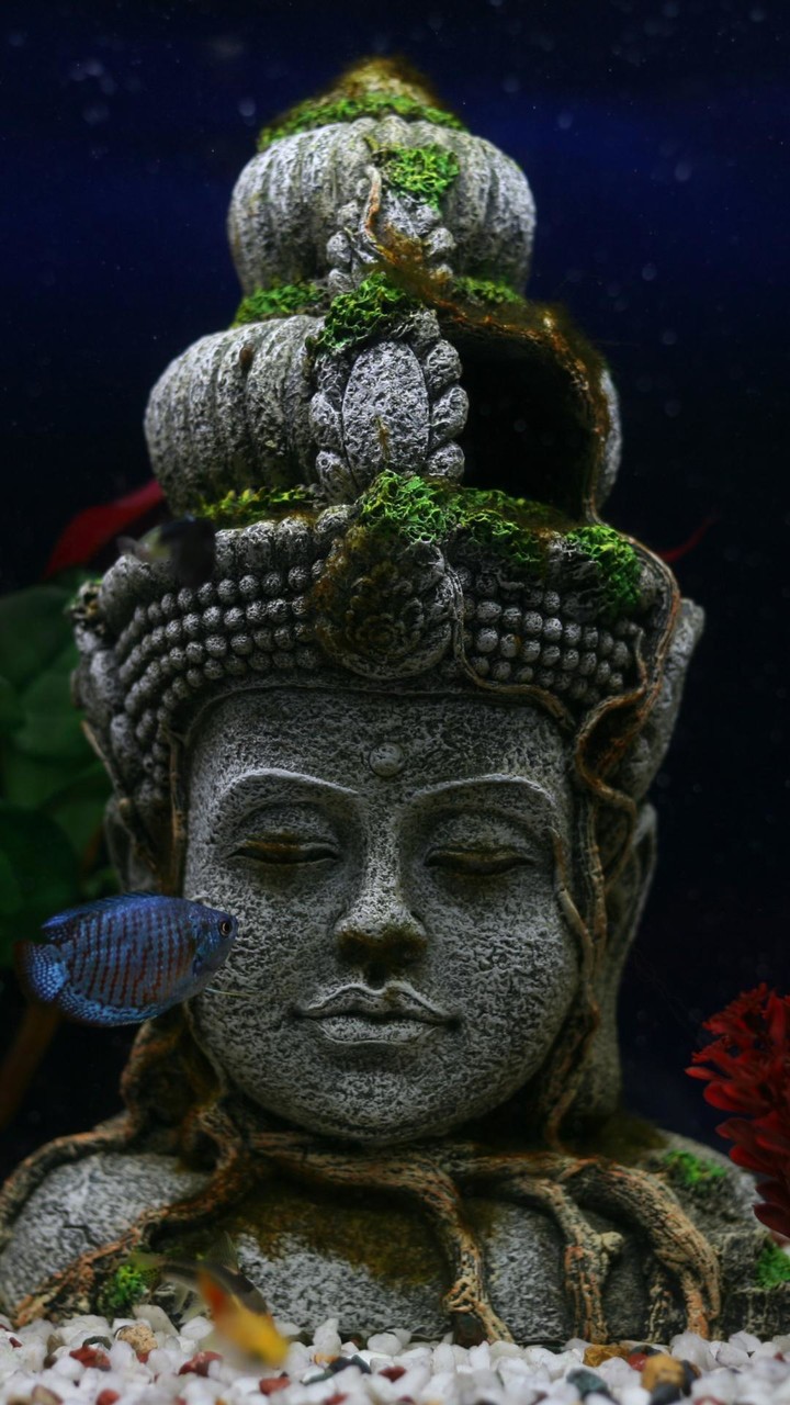 Fondos de Pantalla Zen screenshot image 7_Androidswiki.net