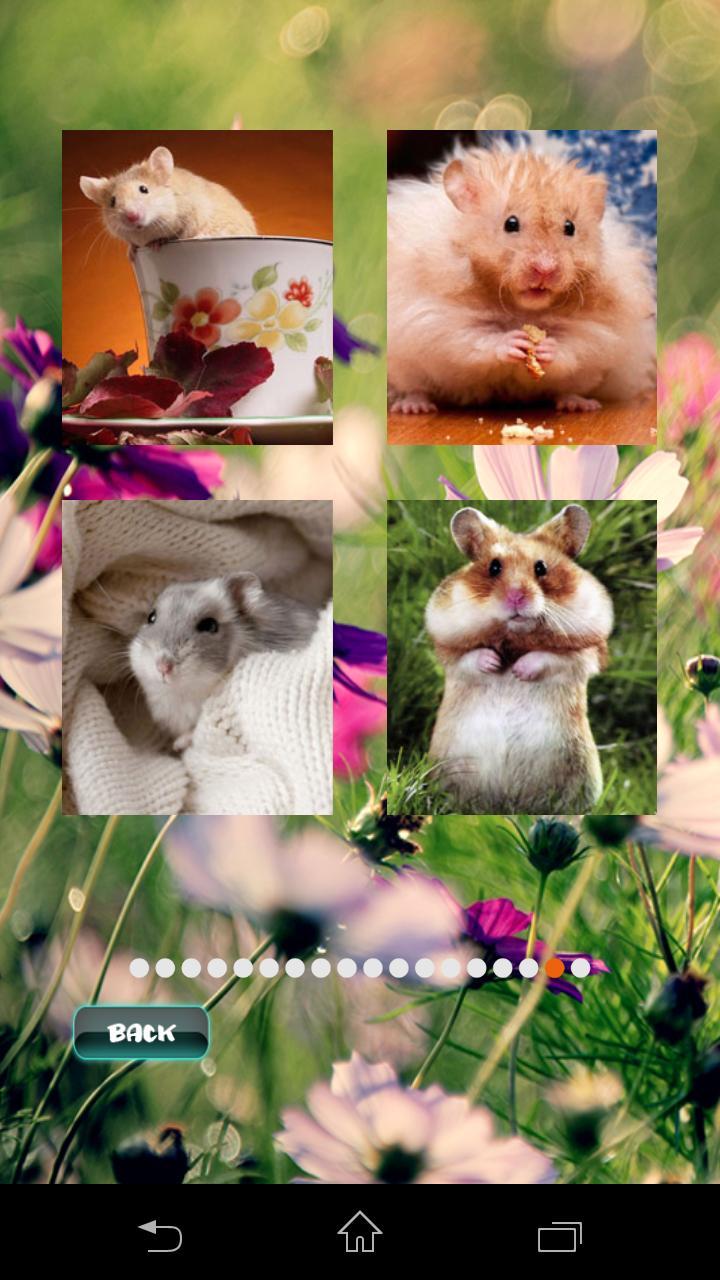 Hamster Pet Puzzles screenshot image 3_Androidswiki.net