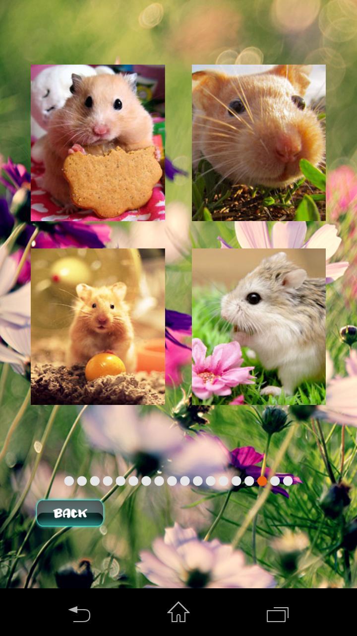 Hamster Pet Puzzles screenshot image 4_Androidswiki.net